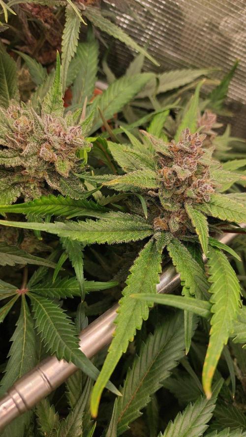 Purple Lemonade Auto RF3. Week 10