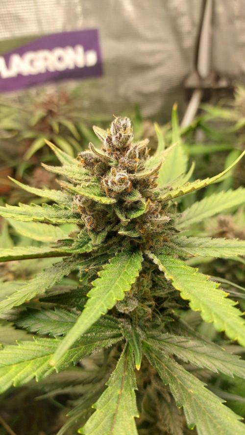 Purple Lemonade Auto RF3. Week 10