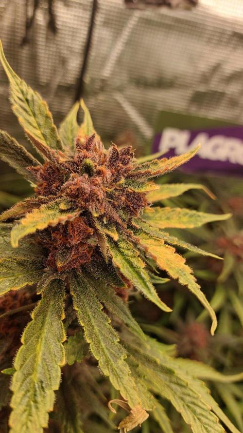 Purple Lemonade Auto RF3. Week 10