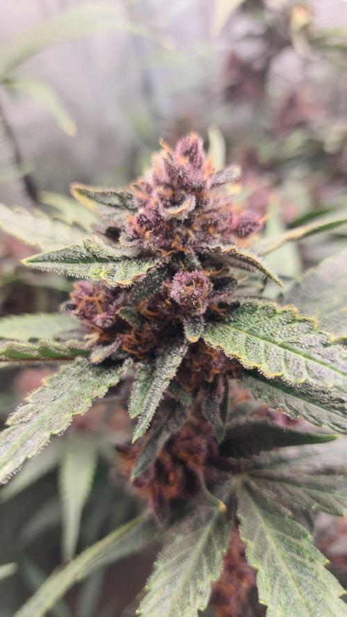 Purple Lemonade Auto RF3. Week 10