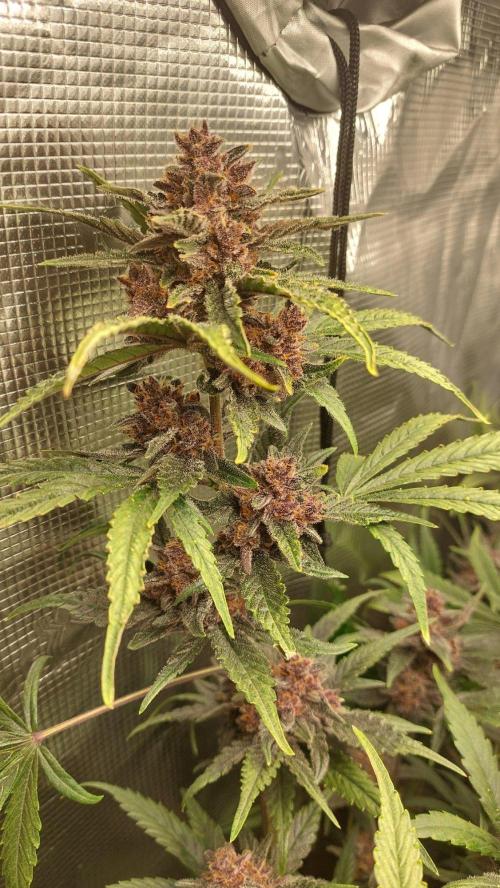 Purple Lemonade Auto RF3. Week 10