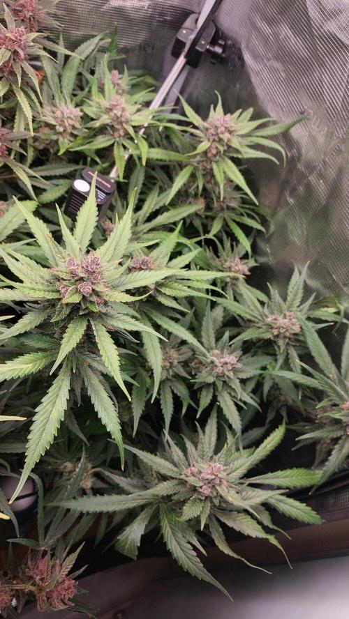 Purple Lemonade Auto RF3. Week 10