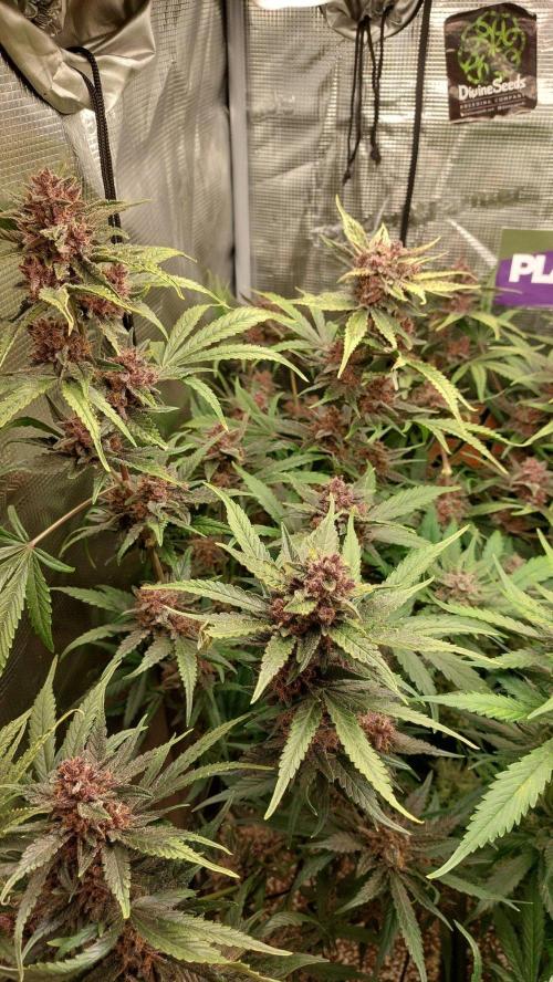 Purple Lemonade Auto RF3. Week 10