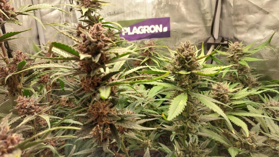 Purple Lemonade Auto RF3. Week 11
