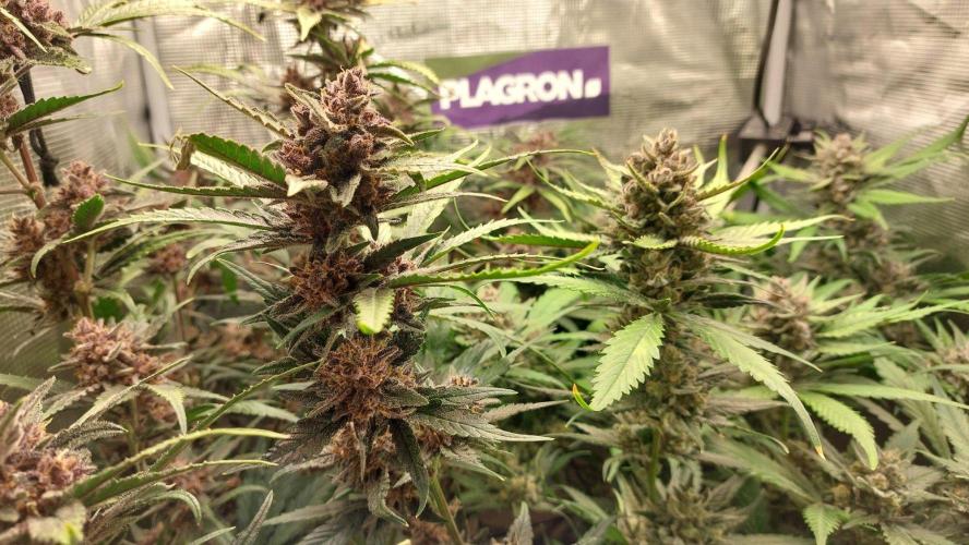 Purple Lemonade Auto RF3. Week 11