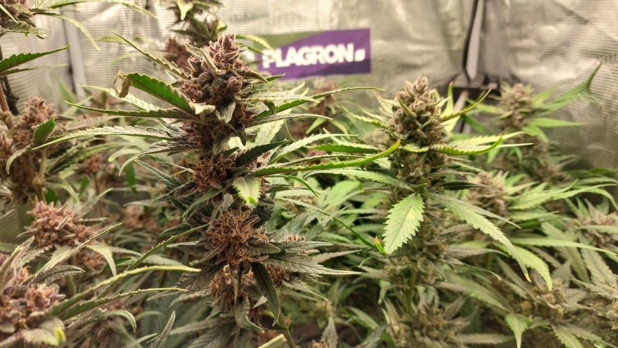 Purple Lemonade Auto RF3. Week 11