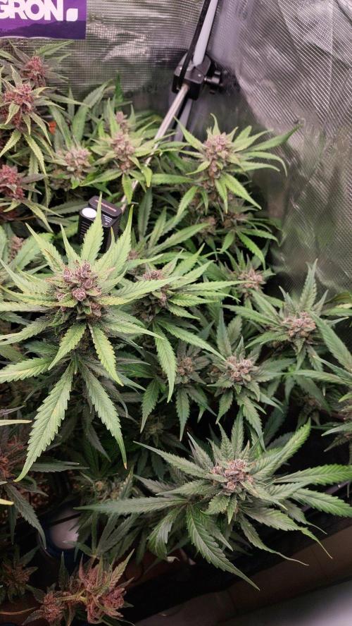Purple Lemonade Auto RF3. Week 11