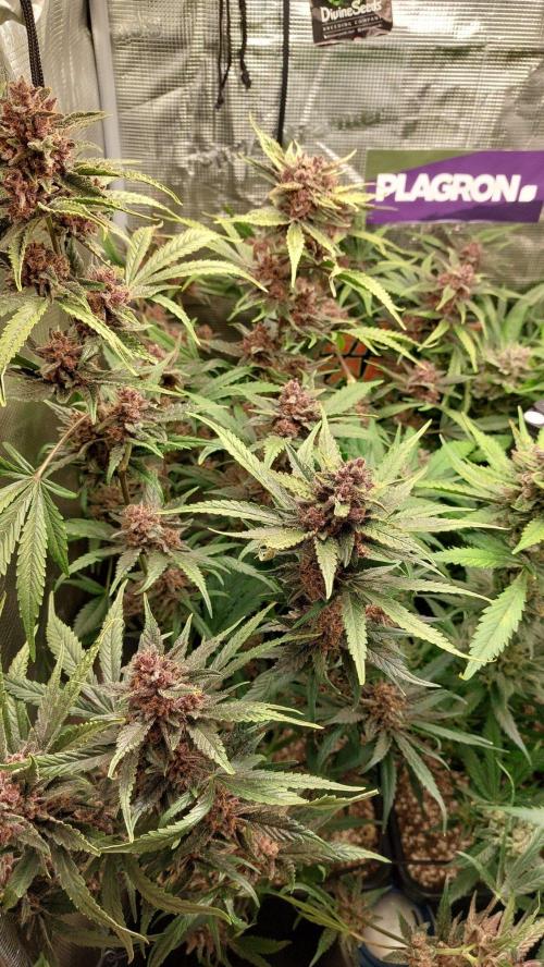 Purple Lemonade Auto RF3. Week 11