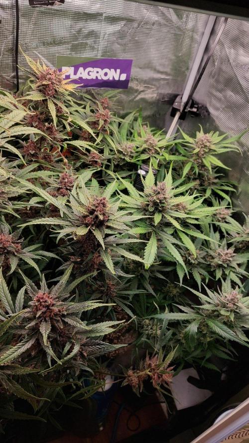 Purple Lemonade Auto RF3. Week 11