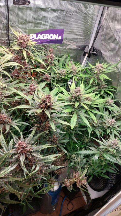 Purple Lemonade Auto RF3. Week 11
