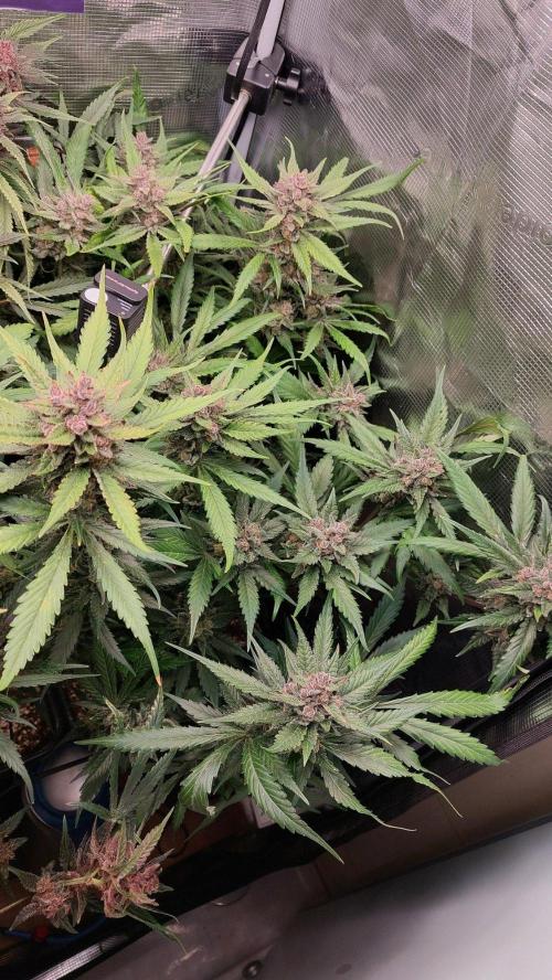 Purple Lemonade Auto RF3. Week 11