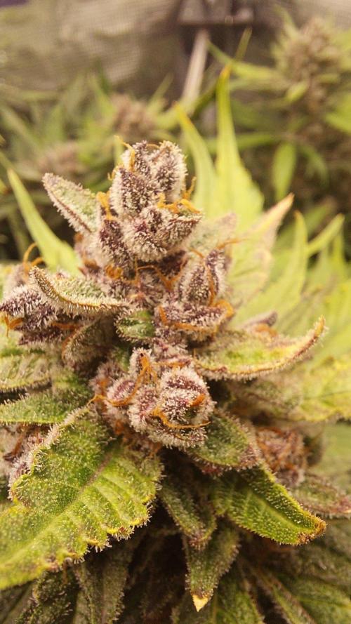 Purple Lemonade Auto RF3. Week 11