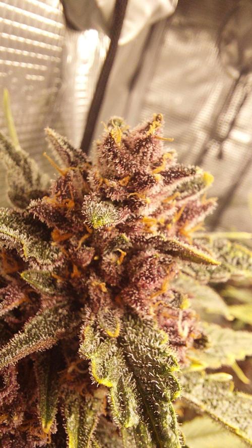 Purple Lemonade Auto RF3. Week 11