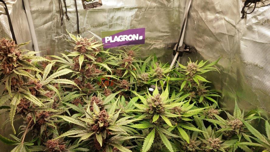 Purple Lemonade Auto RF3. Week 11