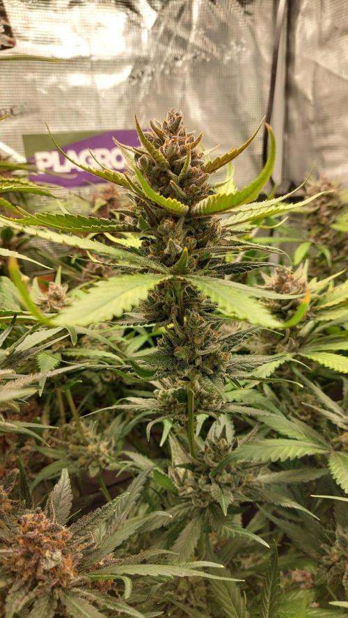 Purple Lemonade Auto RF3. Week 11