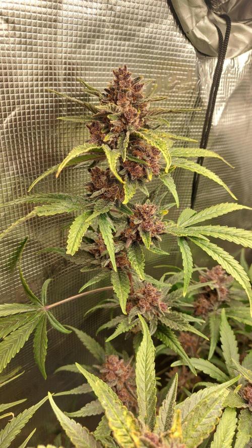 Purple Lemonade Auto RF3. Week 11