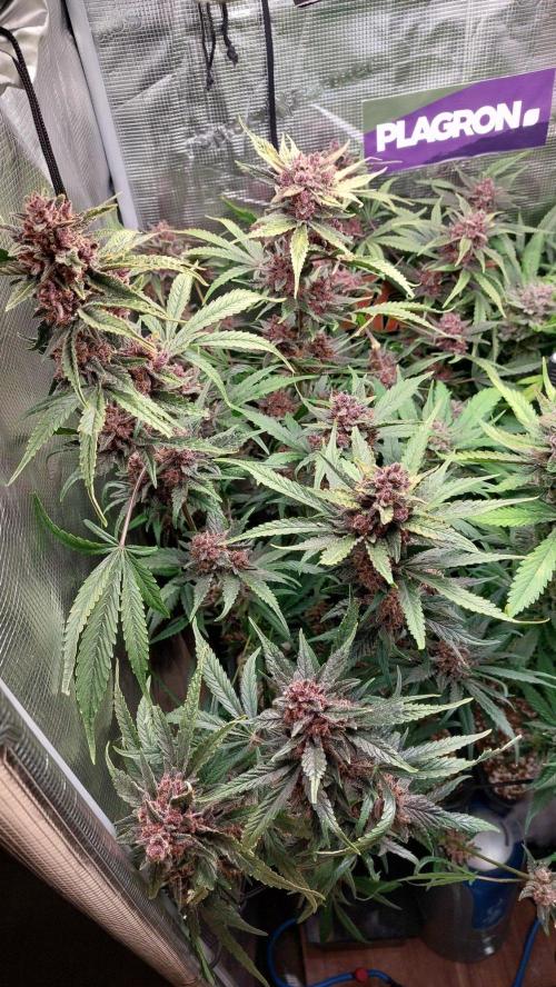 Purple Lemonade Auto RF3. Week 11