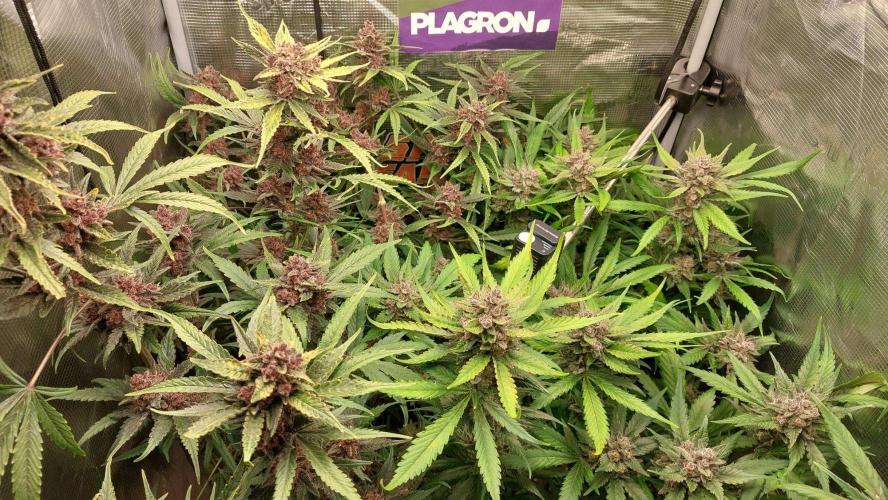 Purple Lemonade Auto RF3. Week 11
