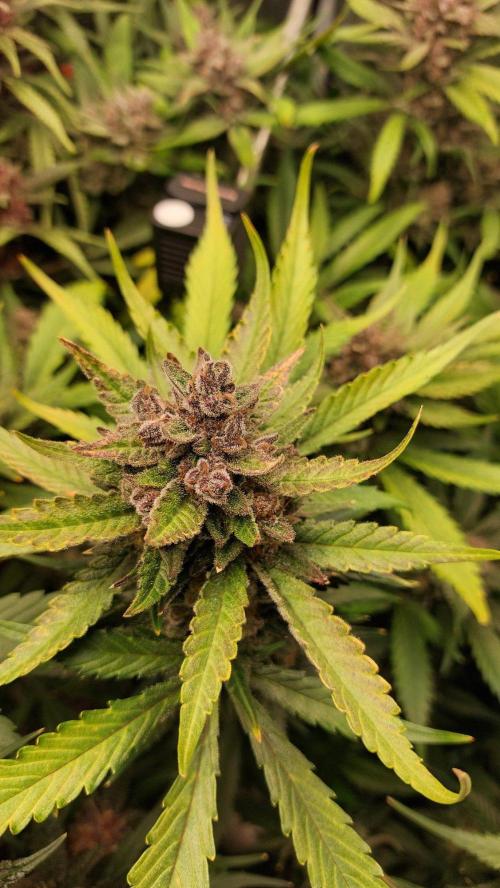 Purple Lemonade Auto RF3. Week 11