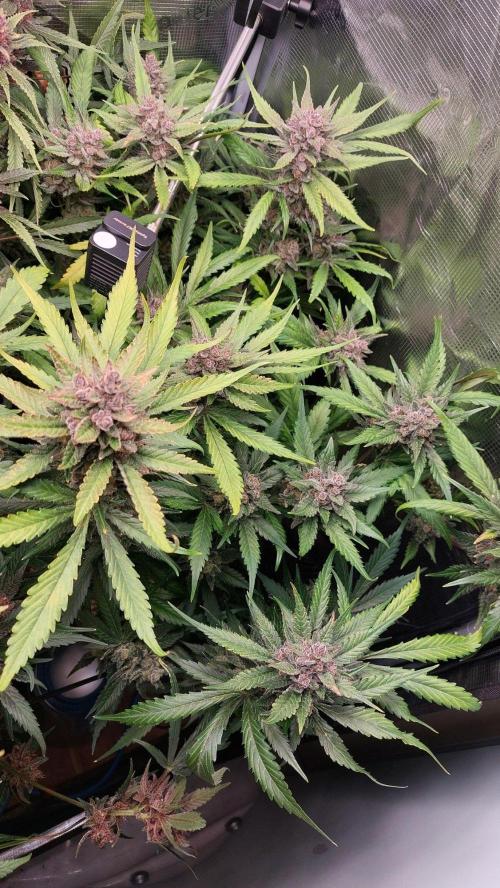 Purple Lemonade Auto RF3. Week 11