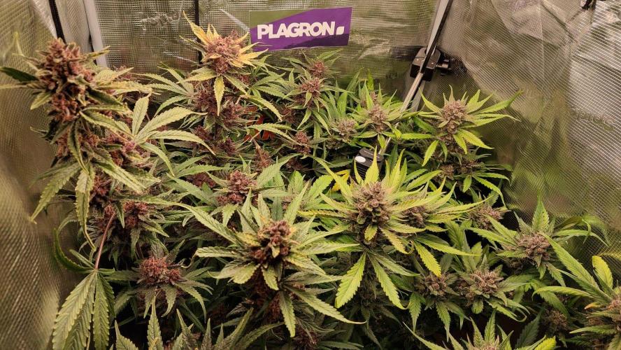 Purple Lemonade Auto RF3. Week 11