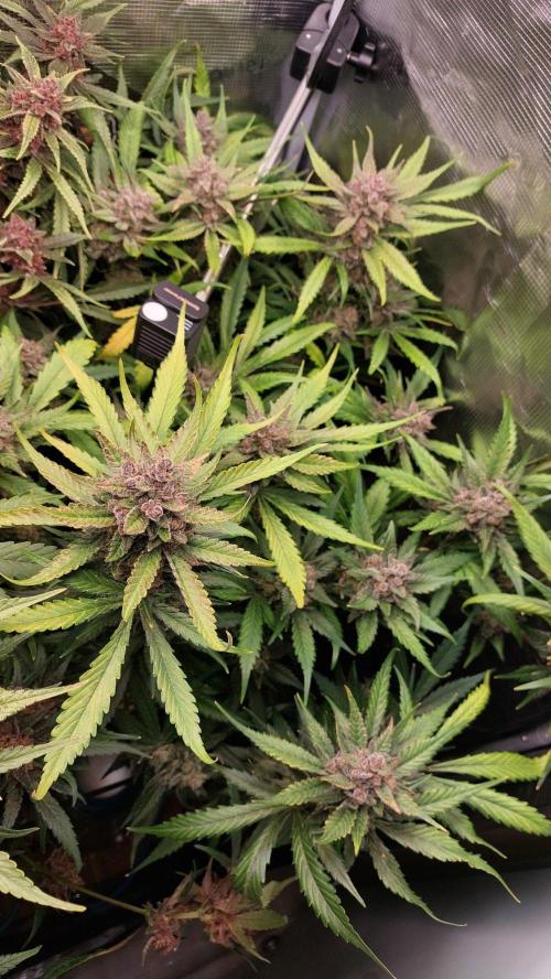 Purple Lemonade Auto RF3. Week 11