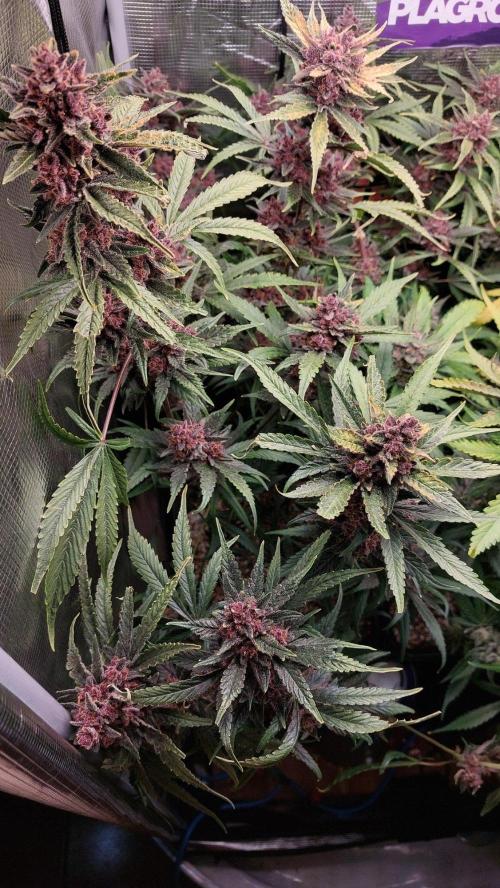 Purple Lemonade Auto RF3. Week 11