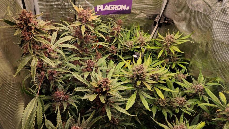Purple Lemonade Auto RF3. Week 11