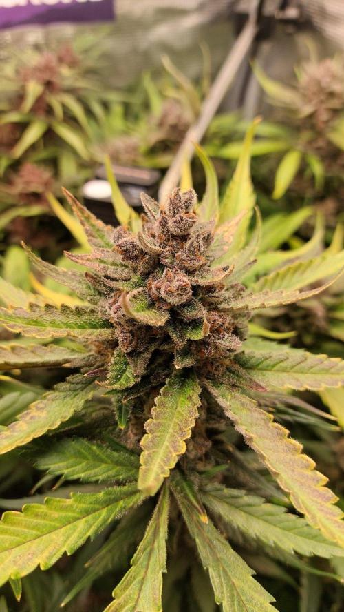 Purple Lemonade Auto RF3. Week 12