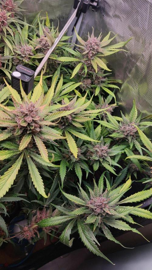 Purple Lemonade Auto RF3. Week 12