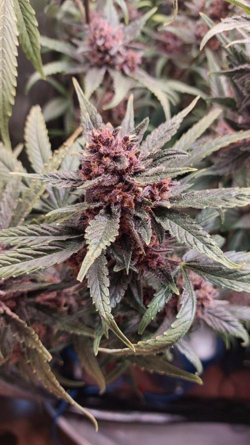 Purple Lemonade Auto RF3. Week 12
