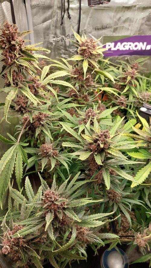 Purple Lemonade Auto RF3. Week 12