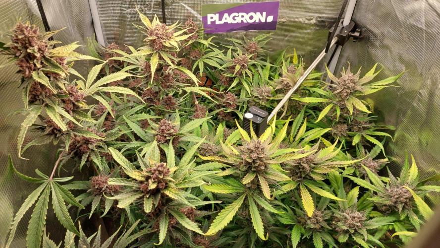 Purple Lemonade Auto RF3. Week 12