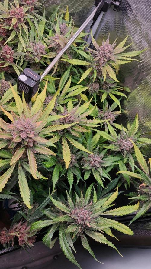 Purple Lemonade Auto RF3. Week 12