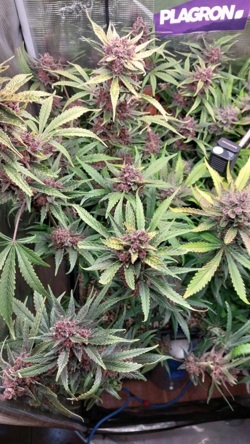 Purple Lemonade Auto RF3. Week 12