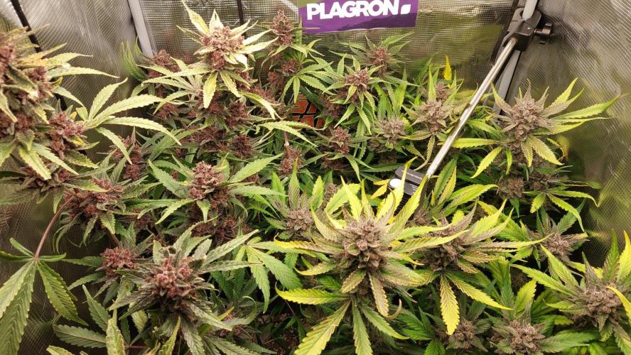 Purple Lemonade Auto RF3. Week 12