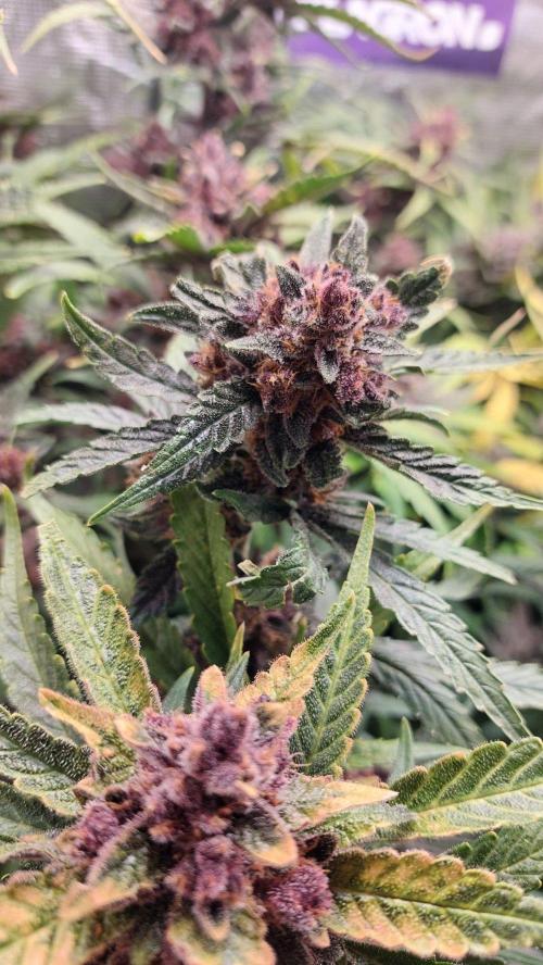 Purple Lemonade Auto RF3. Week 12