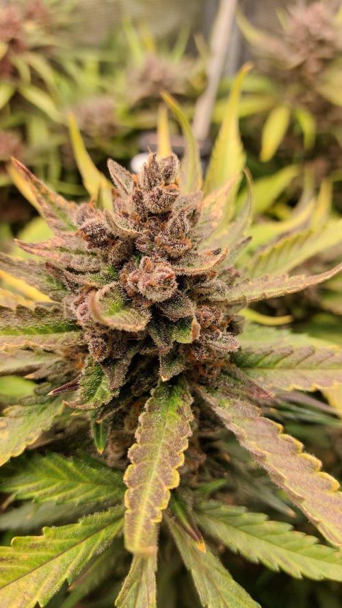 Purple Lemonade Auto RF3. Week 12