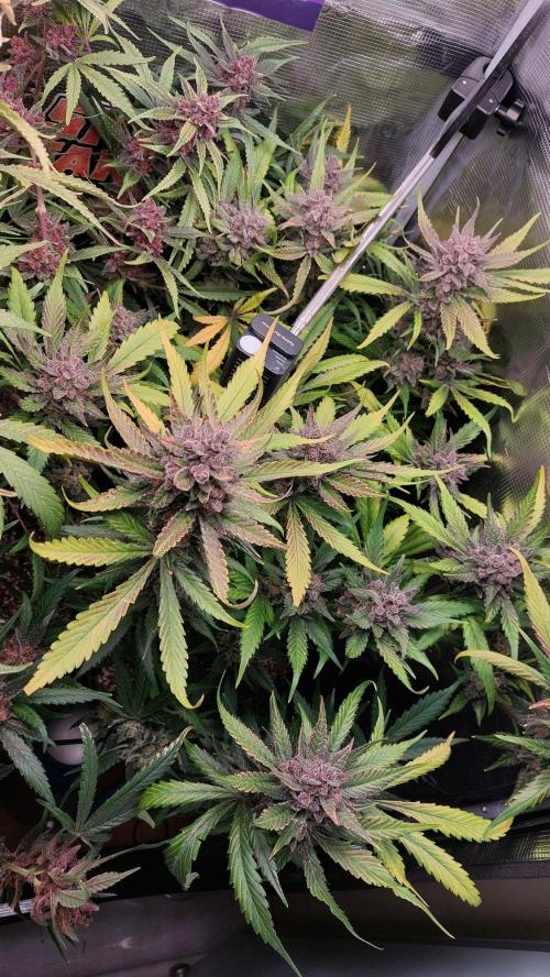 Purple Lemonade Auto RF3. Week 12