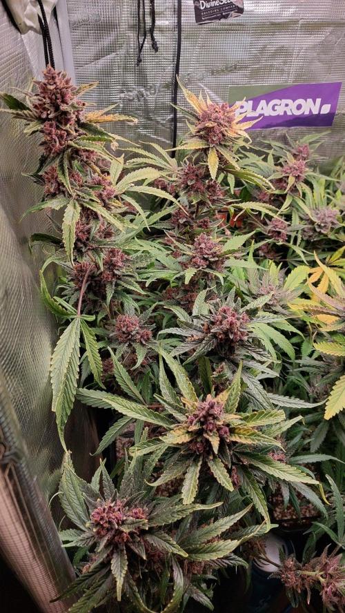 Purple Lemonade Auto RF3. Week 12