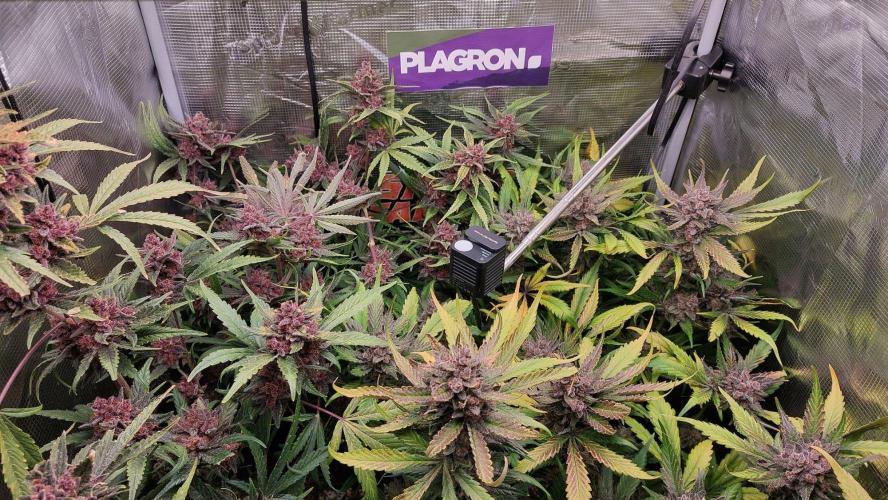 Purple Lemonade Auto RF3. Week 12