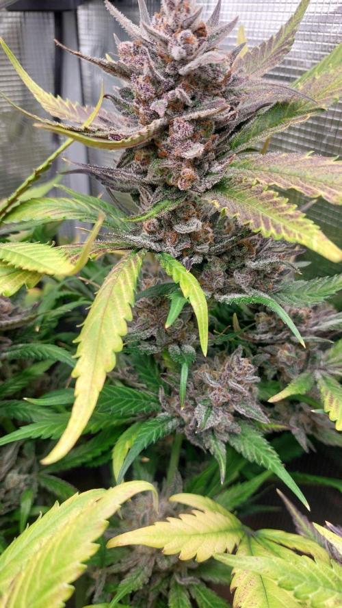 Purple Lemonade Auto RF3. Week 12