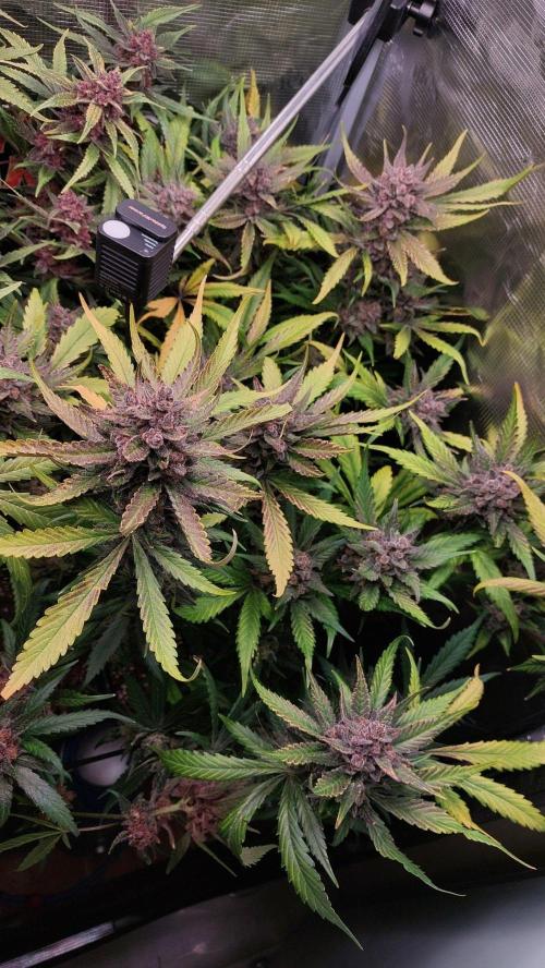 Purple Lemonade Auto RF3. Week 12