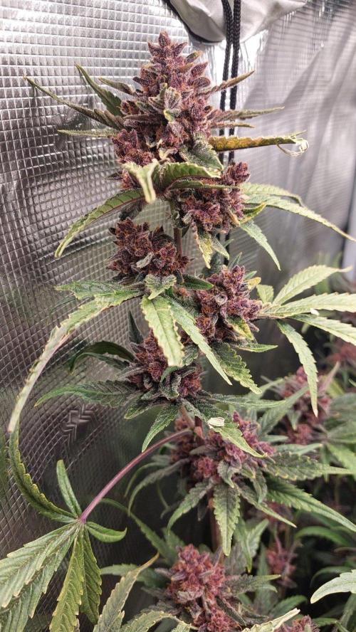 Purple Lemonade Auto RF3. Week 12