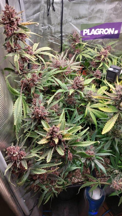 Purple Lemonade Auto RF3. Week 12