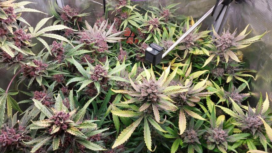 Purple Lemonade Auto RF3. Week 12