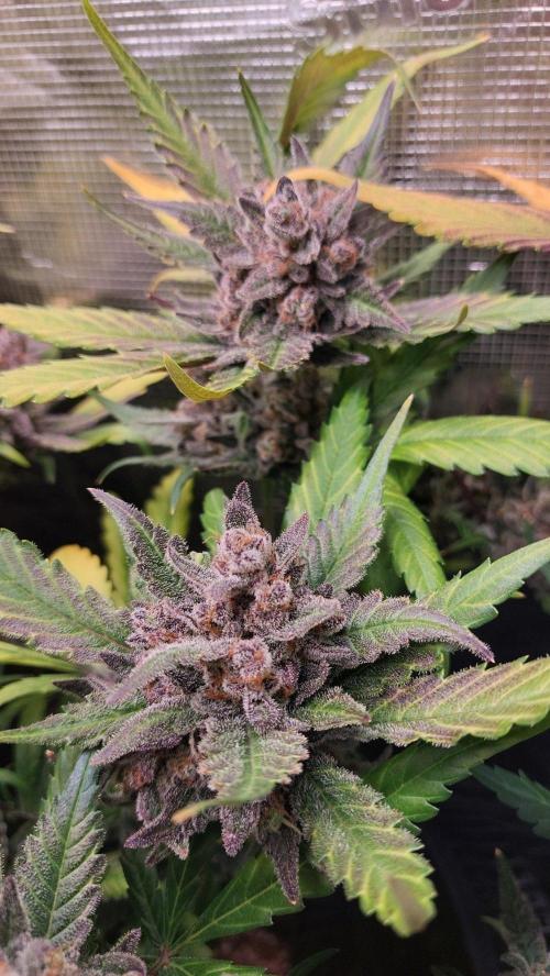 Purple Lemonade Auto RF3. Week 12