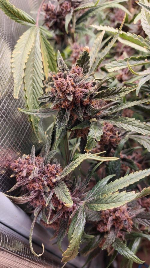 Purple Lemonade Auto RF3. Week 12