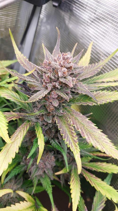 Purple Lemonade Auto RF3. Week 12