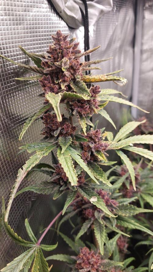 Purple Lemonade Auto RF3. Week 12